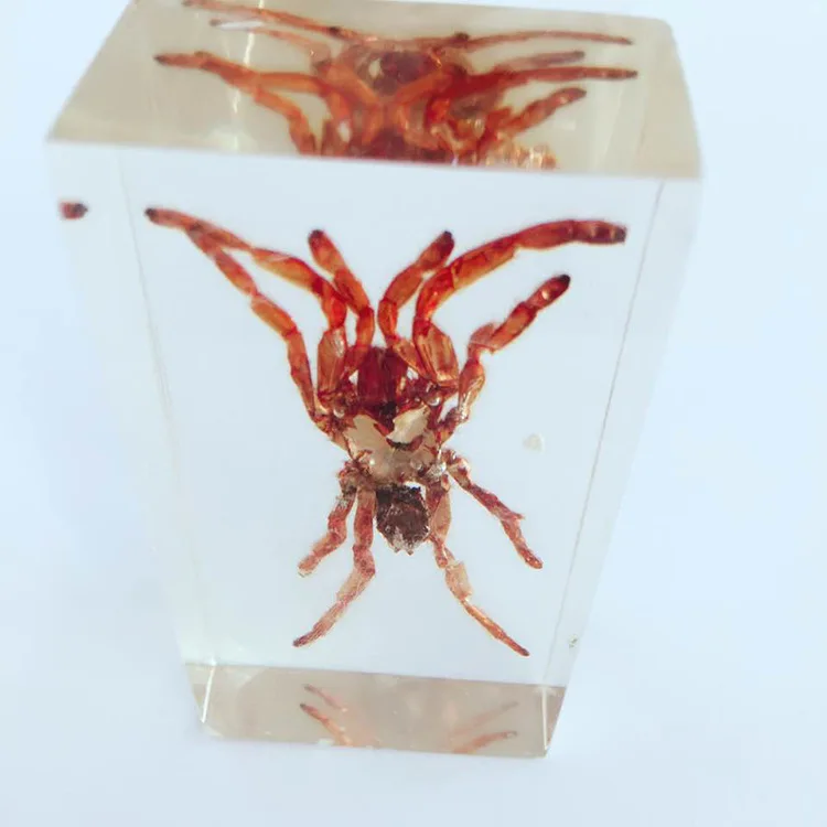 

Tarantula Appearance Embedded Specimen Arthropods Real Spider Specimen Models Biology Teaching Aids Creative Resin Handicraft