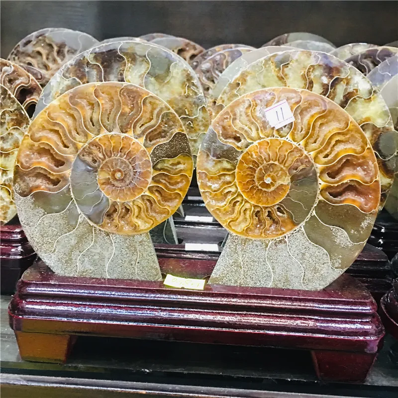 

800-100g Natural crystal mineral fossil screw plate decoration 2pc+bedframe