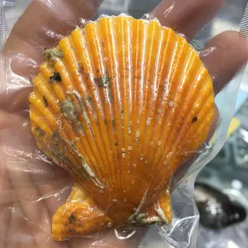 

Hot sale Pearls Oyster Mixed color 7-8mm Freshwater pearl in vacuum packaging red natural scallop Oyster Shells 20 pcs/lot RO016