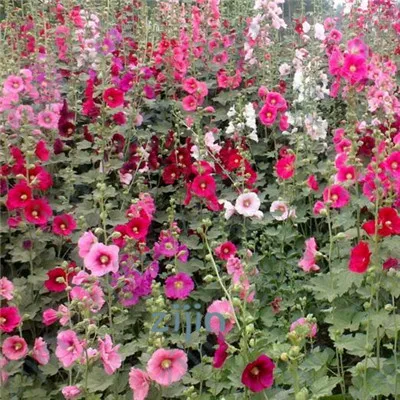 200 шт./пакет двойной Hollyhock открытый Цветущий субтропический бонсай в горшке Althaea Rosea цветочное растение для домашнего садового декора