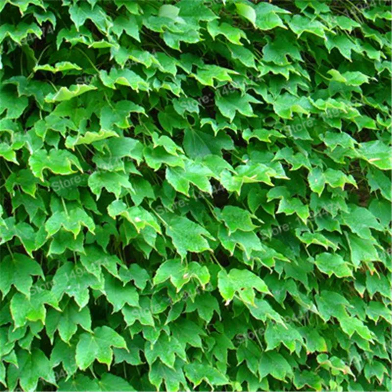 Купить Плющ Садовый Вечнозеленый Морозостойкий