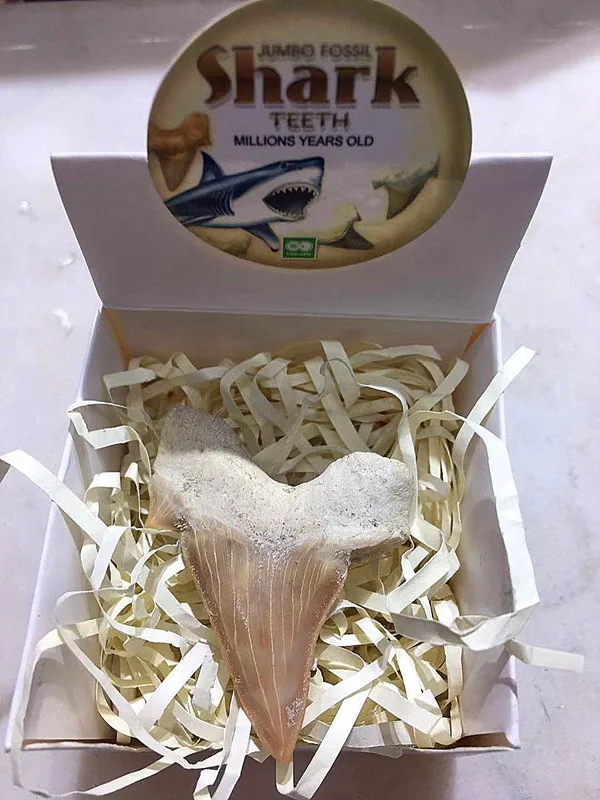 

Beautiful natural animal fossil shark tooth fossil mineral specimen for collection as a gift decoration