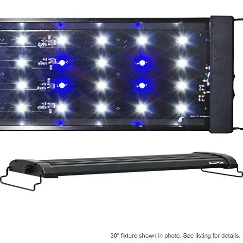 2 female guinea pigs fighting