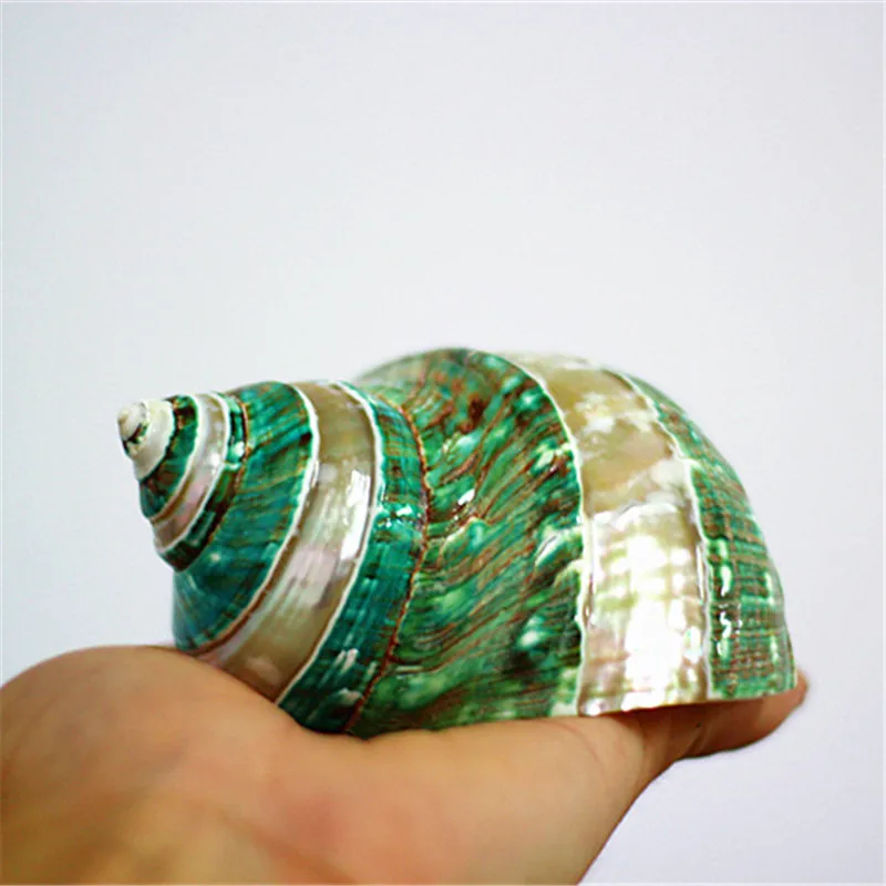 Polishing Stripe Green Turban Natural Shell & Conch Fish Tank Aquarium Landscaping Ornaments Wedding Home Decoration Great Gift4