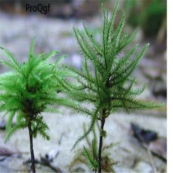 

5Pcs A Set Aquarium Climacium dendroides