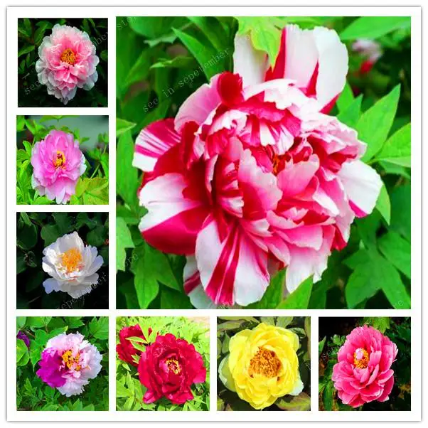 

50 Pcs Paeonia Lactiflora Bonsai Rare Bonsai Peony Tree Bonsai Perennial Garden Flower Bonsai Potted Plants Multiple Color
