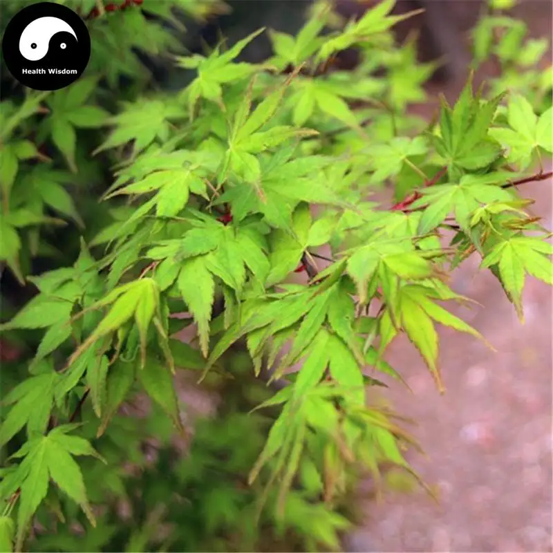 Купить зеленый лист кленового дерева Semente 200 шт завод клен дланевидный дерево для китайский Кленовый