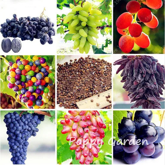 

Hot Selling, 100pcs/Bag, Grape Plants Miniature Bonsai, Courtyard Garden Plants,Delicious Fruit Garden Plantas Mini-Bonsai-Tree
