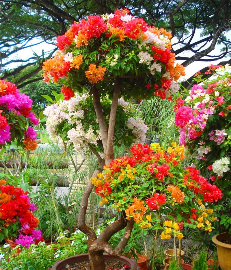 100 Pcs/Bag Colorful Bougainvillea Plant Perennial Bougainvillea Spectabilis Willd Planta Garden Bonsai Flower Pot Plant