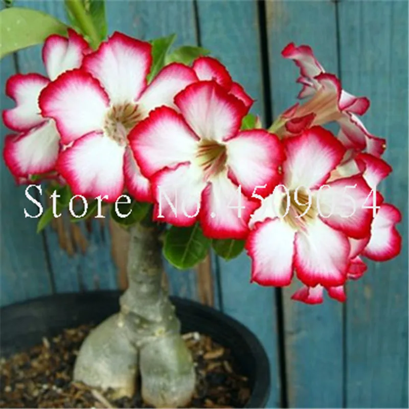 Роза Пустыни Цветок Купить