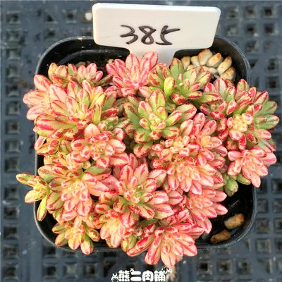 

1 cluster live succulent and cactus " Aeonium sedifolius Variegated " Cuttings Different live plants real plant FREE SHIPPING