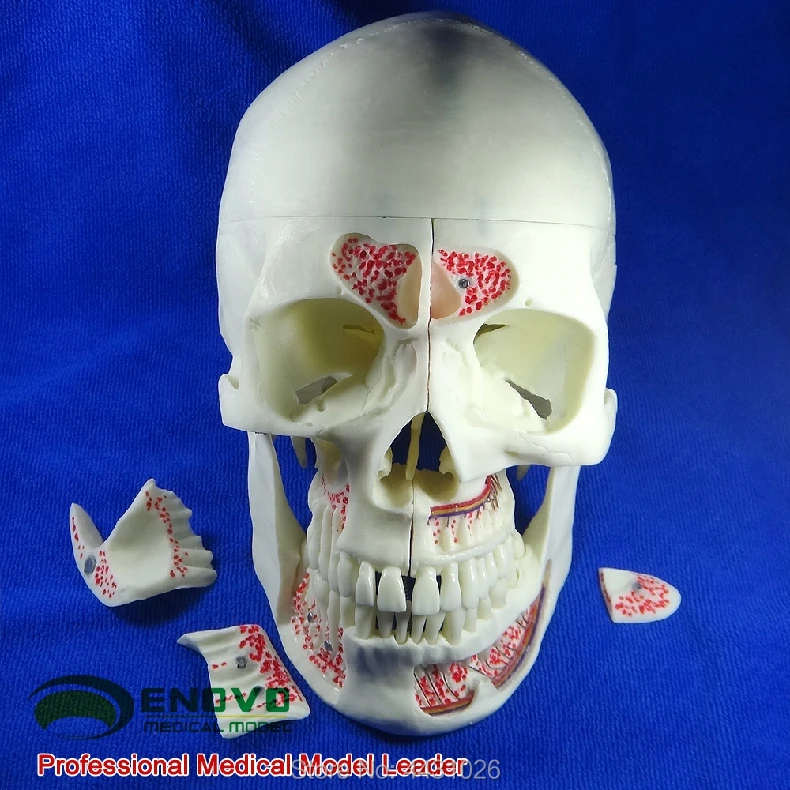 ENOVO человека медицинской моделирования черепа модель Департамент стоматологии черепа, черепно-должности Глава Череп