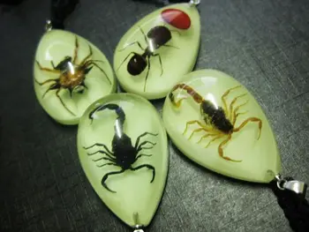 

FREE SHIPPING 12 pcs real ant specimens Scorpion spider pendant creative personality