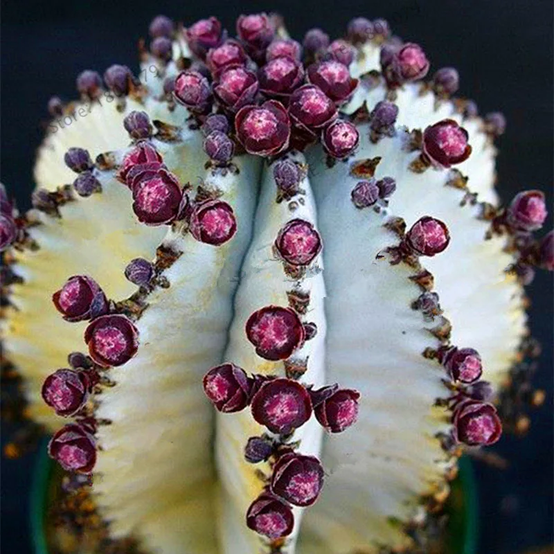 200pcs Cactus Lithops Living Stones Flowers Mix Succulent Organic Bulk Indoor Bonsai Plants for Home Garden Supplies 200pcs Cactus Lithops Living Stones Flowers Mix Succulent Organic Bulk Indoor Bonsai Plants for Home Garden Supplies