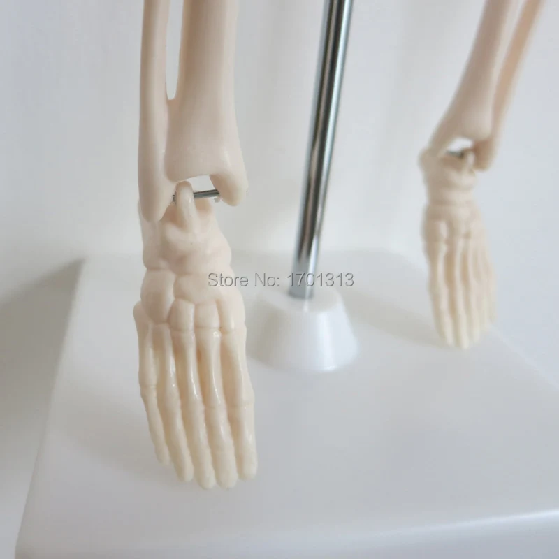 45 см модель скелета человека Специального медицинские украшения Семья персонализированные Хэллоуин декоративные статуэтки scheletro umano