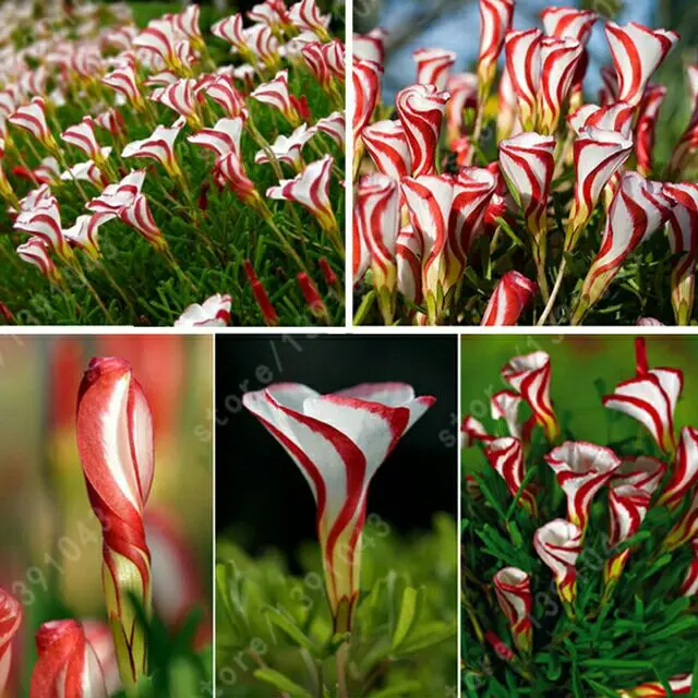 Resultado de imagen de oxalis versicolor semillas