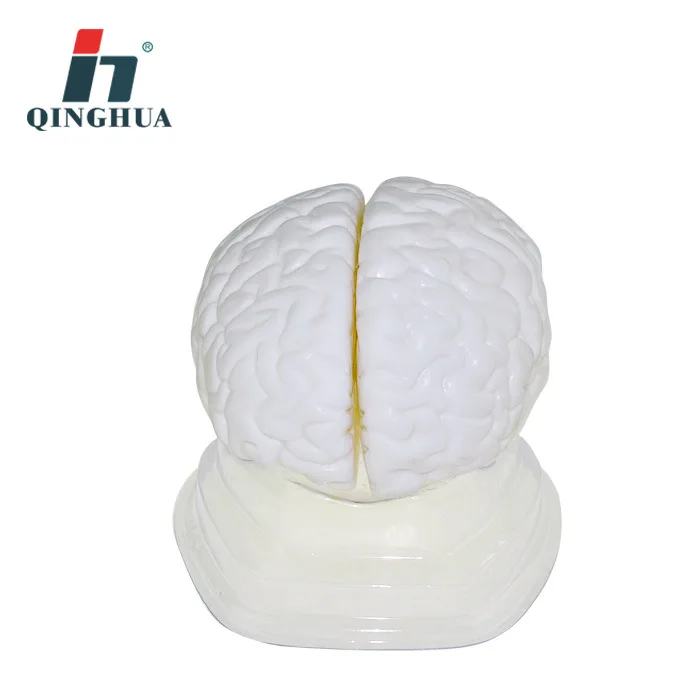 

Brain Anatomy Model Biology Teaching Medical Demonstration Science and Education Equipment