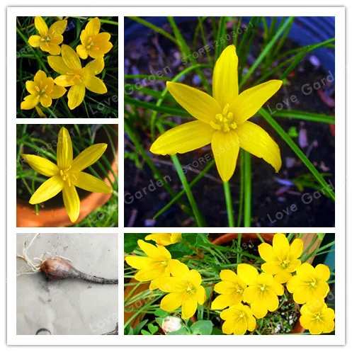 

2Bulb Zephyranthes Candida (onion Orchid Bulb) Easy Planting, Balcony Fun Indoor Outdoo Flower Pots Plant