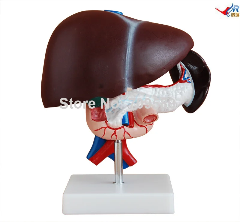 

Liver, Pancreas and Duodenum Model