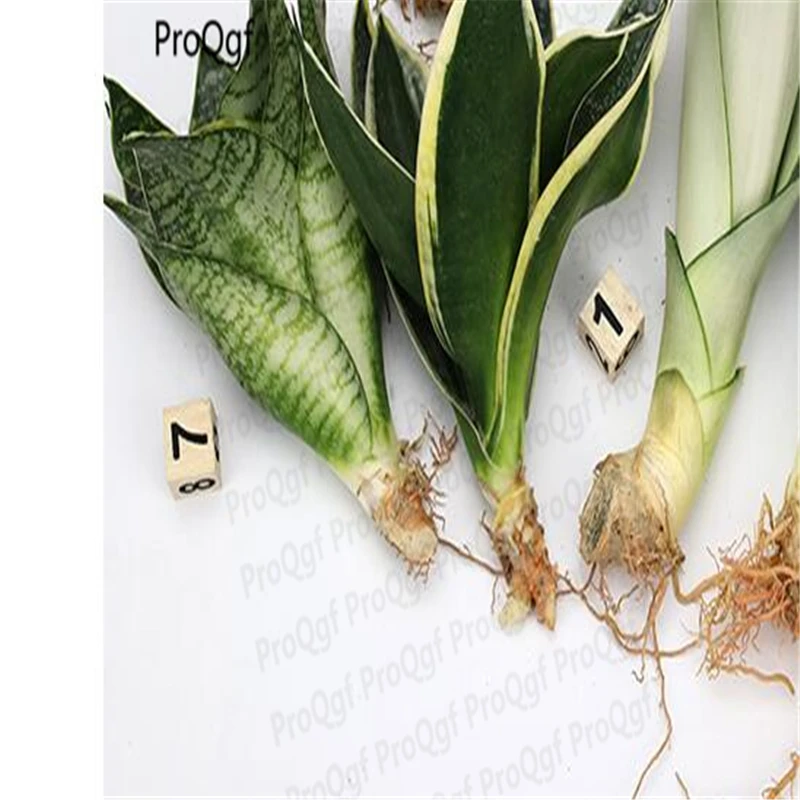 

3Pcs A Set Sansevieria trifasciata