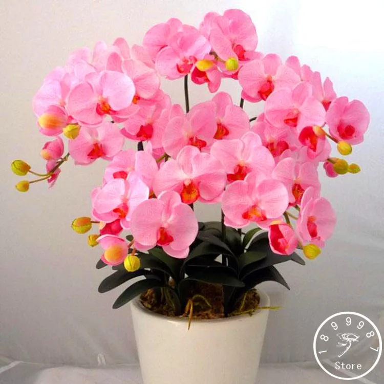

Best-Selling!100 Pcs/Pack Pink Phalaenopsis garden Potted Indoor Flowers Bonsai Four Seasons Orchid plant,#YPYZPT