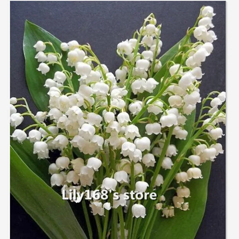 10 Seeds/pack Lily of the Valley flower seeds,bell orchid seeds,rich