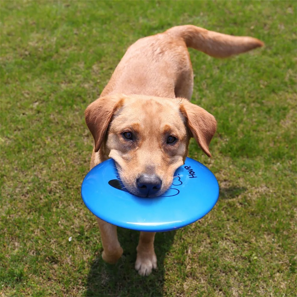 Pet لعب مجموعة الكلب الطائر القرص + الكرة رمي مضغ دغة لعبة + الكلب القط حزام الأمان + pet الأمعاء outdoors القط كلب الشرب زجاجة