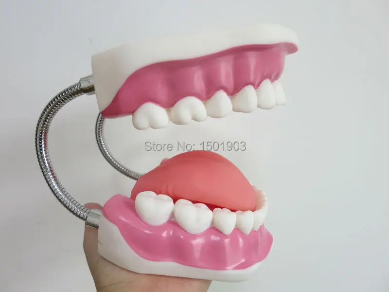 Высокое качество 6 раз большой размер стоматологическая клиника Зуб модель стоматологический обучающий инструмент для детей