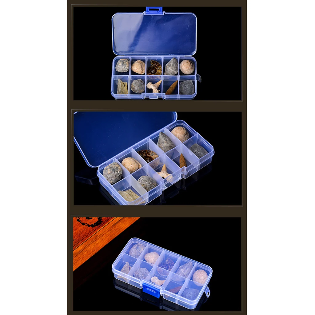 10pcs/set Natural Fossils Specimens Biology Science Kit with a Display Box, Kids Learning Toy Christmas Gift