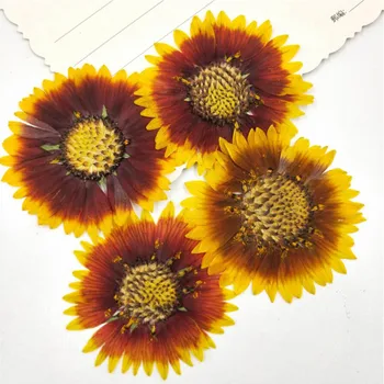 

20pcs Pressed Dried Gaillardia Pulchella Foug. Flower Plant Herbarium Jewelry Postcard Invitation Card Phone Case Bookmark DIY