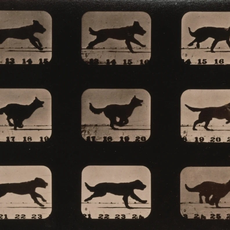 Muybridge Locomotion  Dog Running  1881 Poster Print by Science Source (36 x 24)