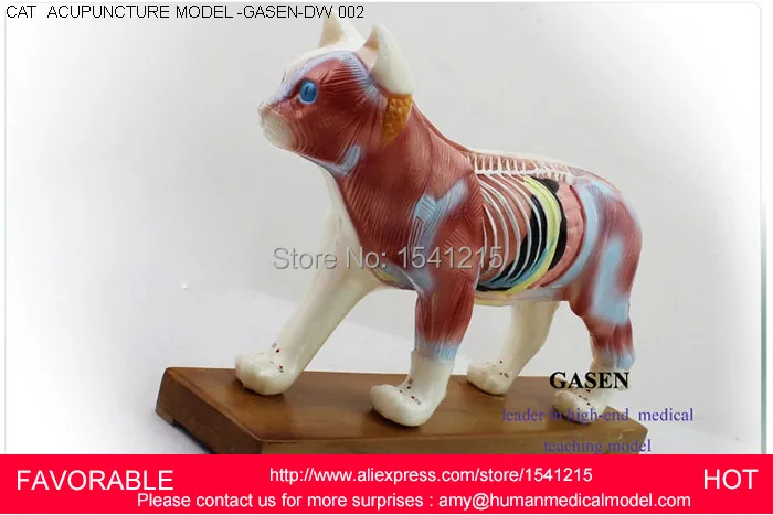 

CAT ANATOMICAL , ACUPUNCTURE POINT EDUCATIONAL , CAT MODEL,CAT ACUPUNCTURE MODELS-GASEN-DW002
