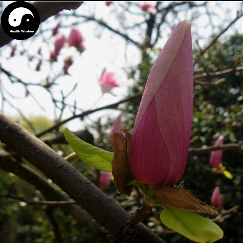 

Buy Purple Lily Magnolia Tree Semente 50pcs Plant Mchella Liliflora Zi Yu Lan