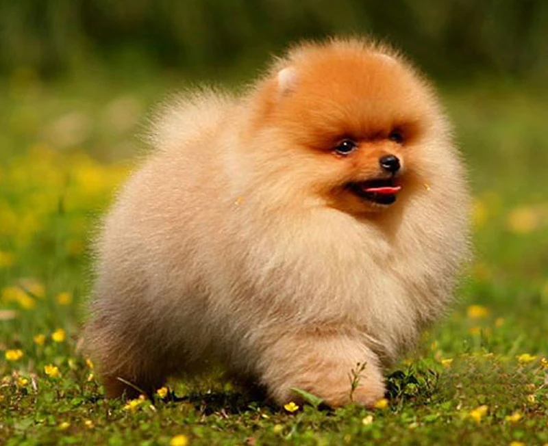 

5D DIY Diamond embroidery Christmas gift,dog,Pomeranian,3d,diamond painting Cross Stitch full drill Rhinestone mosaic wall decor