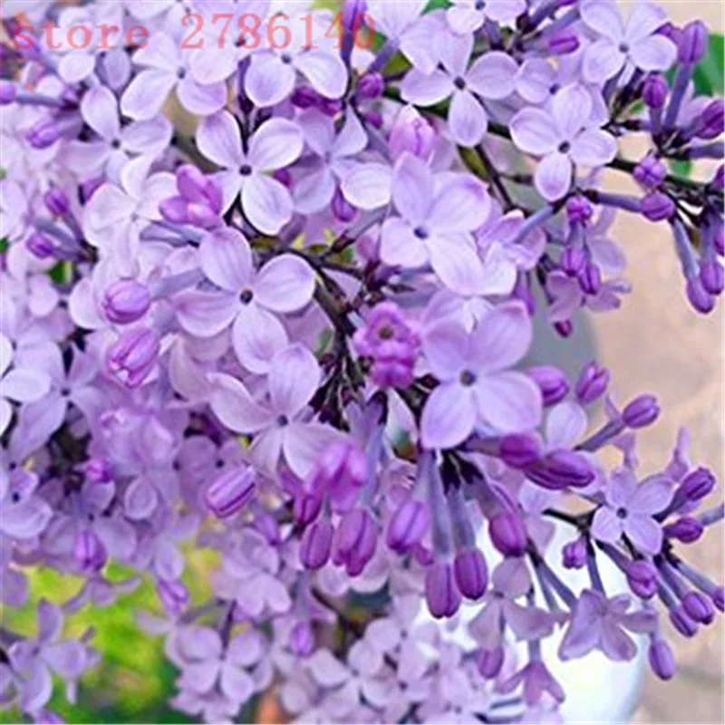 

100pcsJapanese bonsai potted lilac flower bonsai DIY home garden