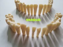 28ks / bag zuby Modelové pryskyřice Materiál pro přípravu zubů Cvičení Výuka