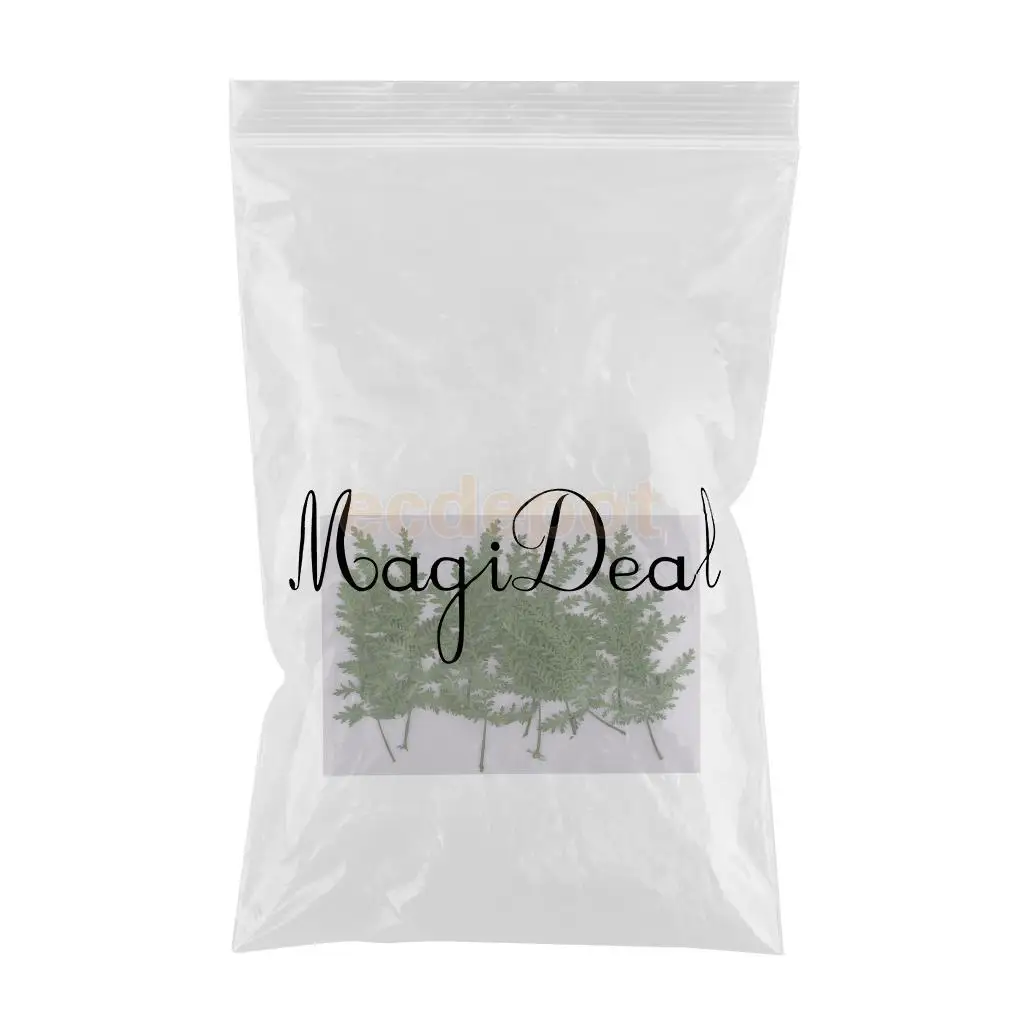 12 PCS Natural Pressed Real Dried Flower Wormwood Leaf for Soap Candle Making Decoration Resin Casting DIY Ornament scrapbooking