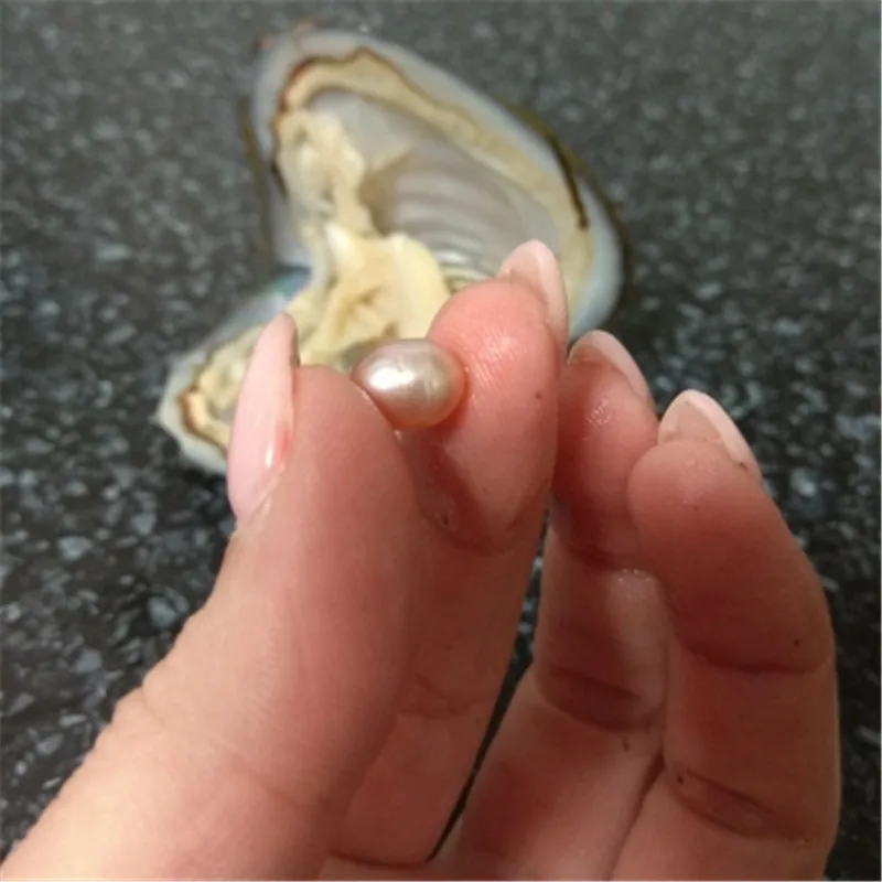 

Wholesale Small Pearl Oyster mussel Making Jewelry Or clothings' Vacuum-packed Freshwater Cultured Pearl Oyster For DIY Gift