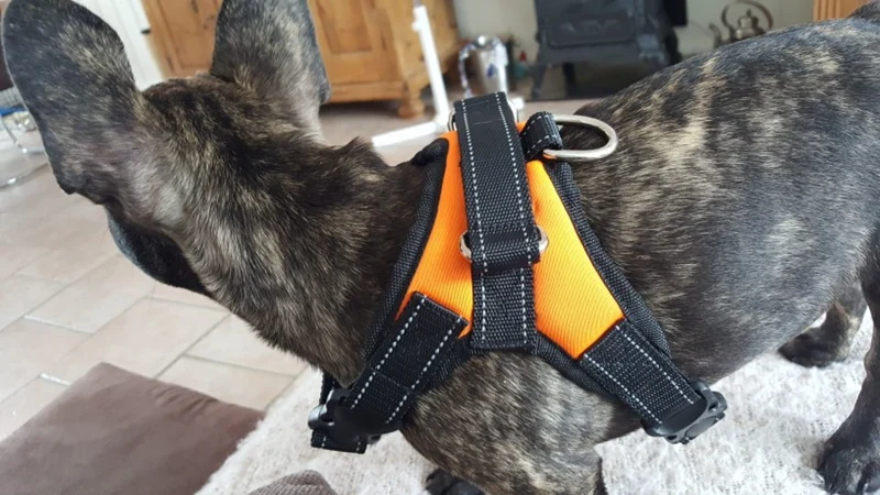 Dog Harness For Small Large Dogs Pet Products Big Adjustable Dog-Collar Harness Leash Lead Vest Dog Harness Chihuahua K9 Supplies Accessories  (1)
