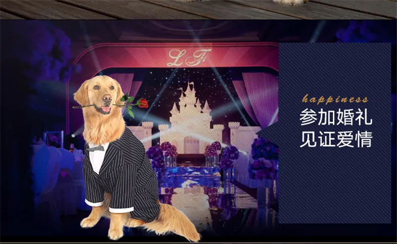 pet 13
