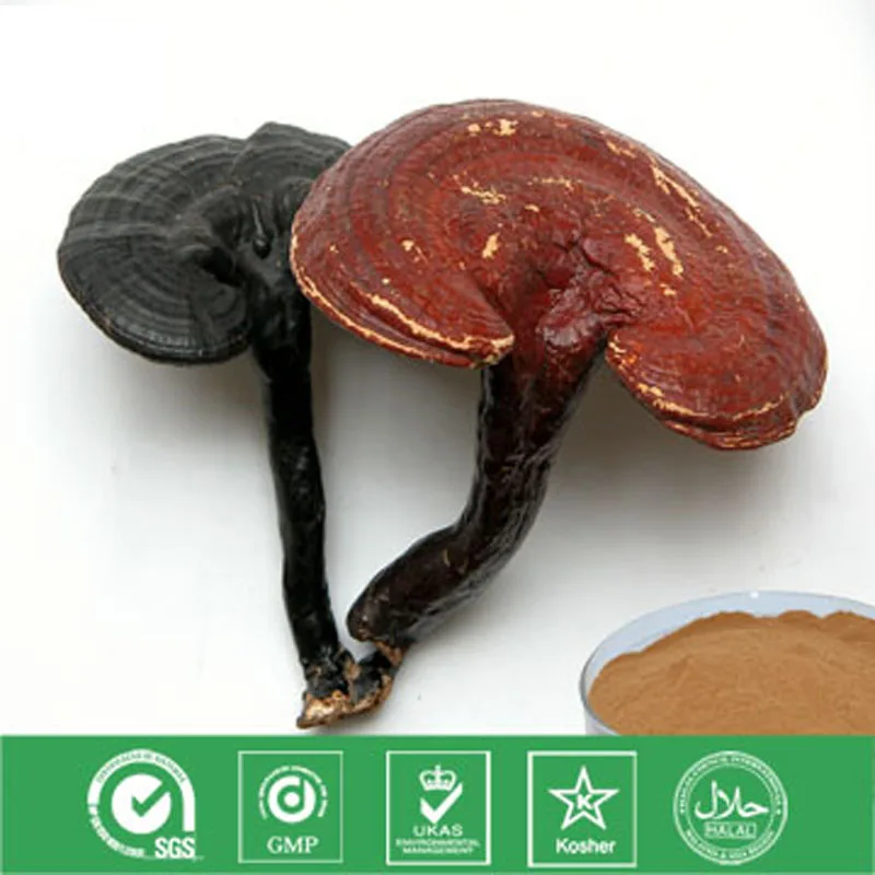 

Ganoderma lucidum Polysaccharide Exctract Mycelium Have Blood Pressure Lowering Fat Relieving Blood Stasis Circulation Function