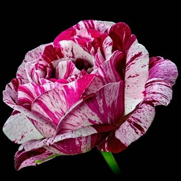 20 Pcs Rare Black Dragon Rose Seeds DIY Fresh Exotic Rose Flower