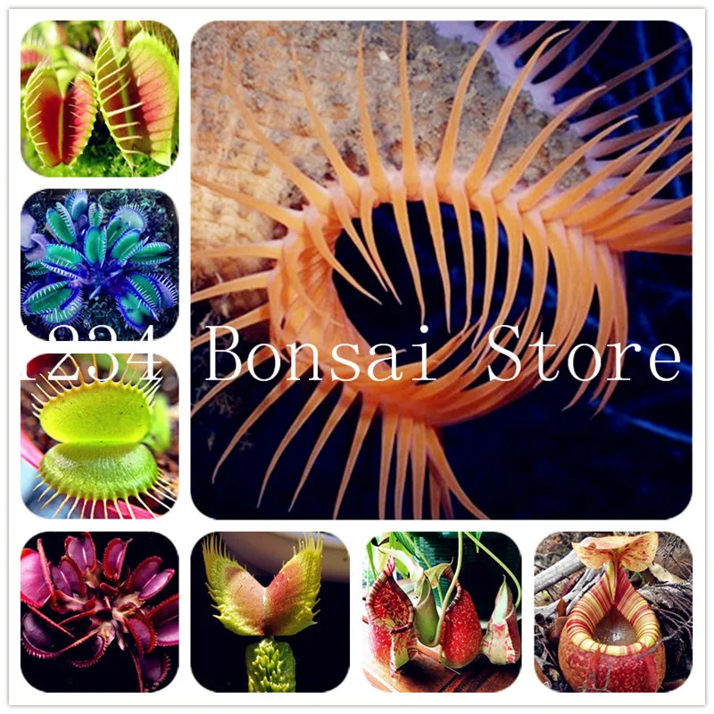 

Hot Sale 100 Pcs Potted Insectivorous Plant bonsai plants Dionaea Muscipula Giant Clip Venus Flytrap bonsai plants Ornamental