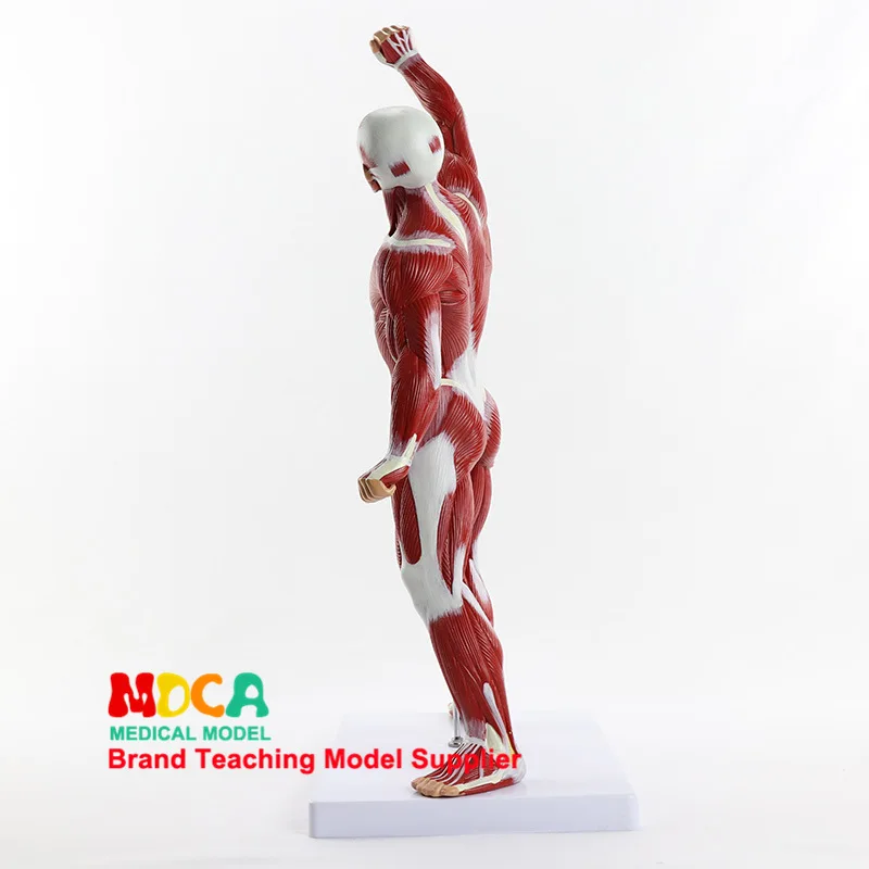 Человеческая мышечная модель стоячий эскиз человеческого тела биология анатомическая модель для медиков учебное оборудование