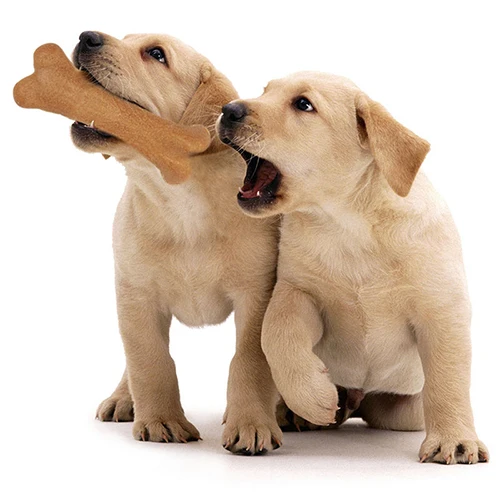 Smart Bone Dog Toy Smart Bone Dog Toy