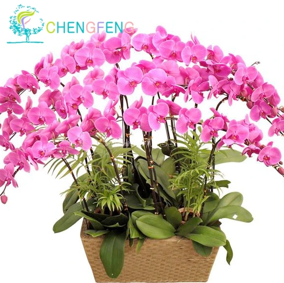 

ON SALE !!!! 100pcs phalaenopsis orchid bonsai butterfly orchid bonsai Rare beautiful flower bonsai home and garden free shippi