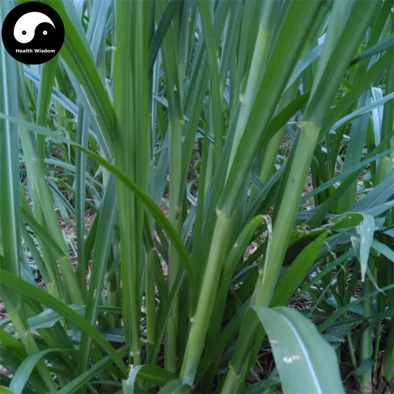 

Buy Pennisetum Purpureum Semente 250pcs Plant Forage Grass Sweet Pennisetum