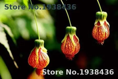 

100pcs Multiple Color Lantern Flowers For Garden Indoor Blooming Plants Indoor Plants Flowers Garden Decoration