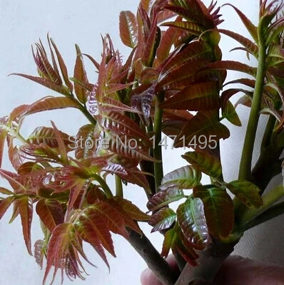 

Chinese Toon Bonsai Vegetables Bonsai 100PCS Bonsai Courtyard DIY Fun Fruit and Vegetable Planting