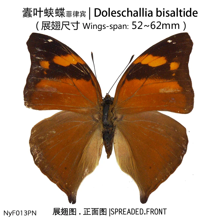 Doleschallia bisaltide | Дом и сад
